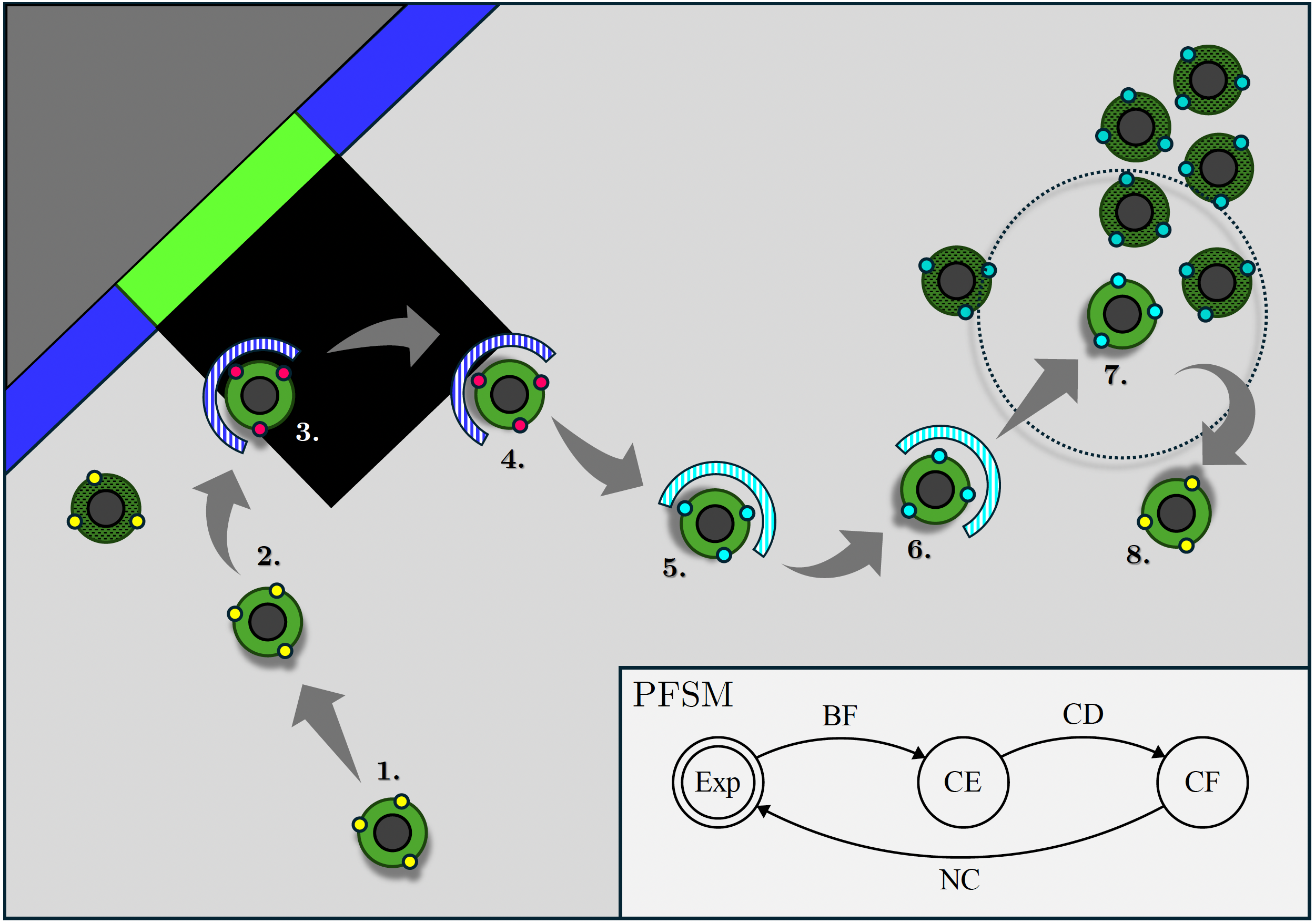 A simplified probabilistic finite-state machine produced by TuttiFrutti